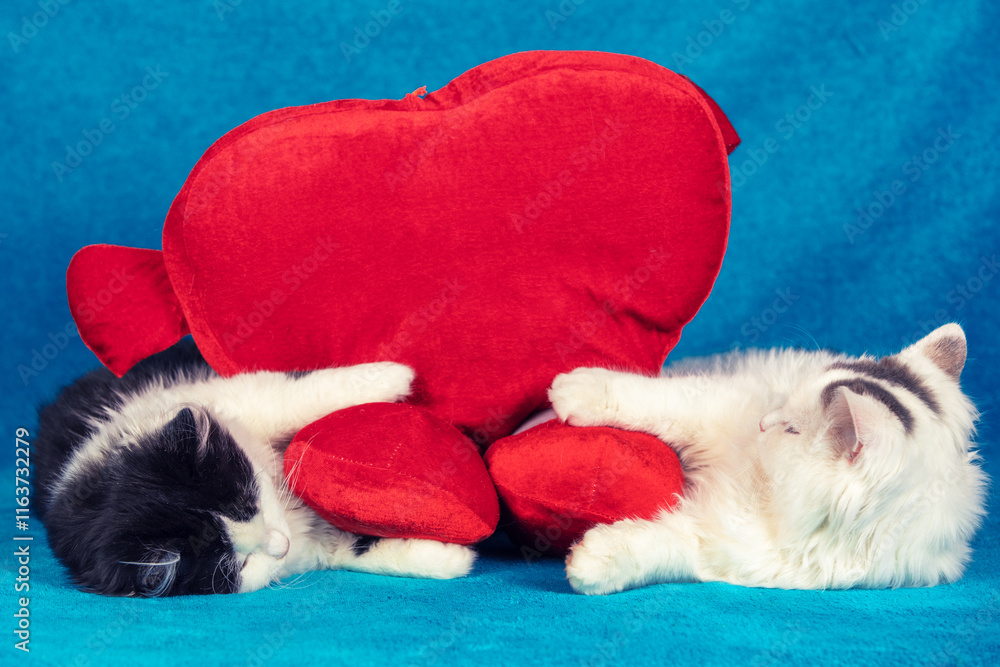 Two cute little kittens lying with big red cartoon heart on a blue blanket
