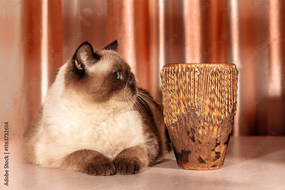 Cat with the musical instrument. Cute lying brown colorpoint cat with African folk tribal drum