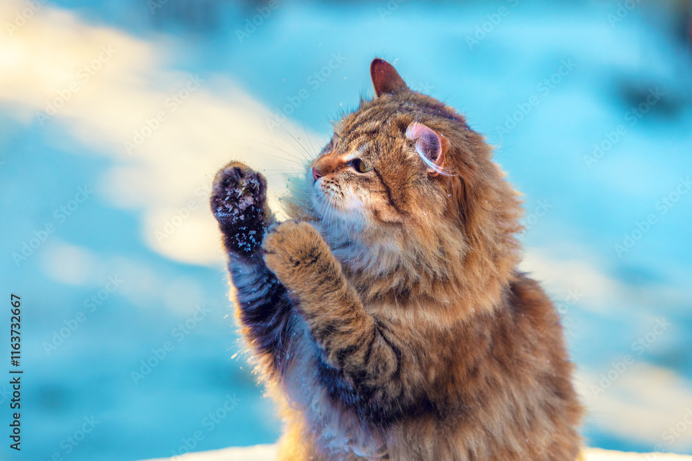 Funny cat stands on its hind legs outdoors in winter. The cat enjoys snow in winter