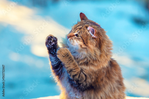 Obraz na płótnie Funny cat stands on its hind legs outdoors in winter. The cat enjoys snow in winter w salonie