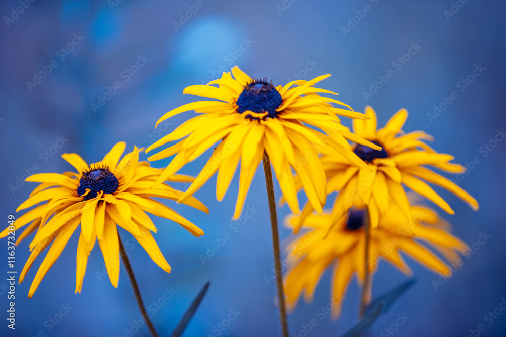 Flowering Rudbeckia hirta (Black-eyed Susan) flowers in the garden in summer. Nature background