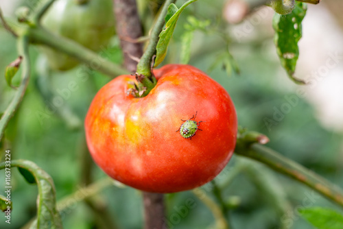 A green shield bug, a vegetable pest, is crawling on a red ripening tomato. Pest control photo