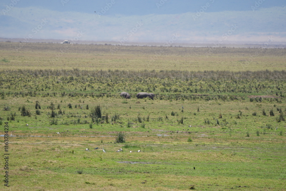 gnus (wildebeest) grazing in the Ngorongoro crater in tanzania gnus (wildebeest) grazing in the Ngorongoro crater in tanzania