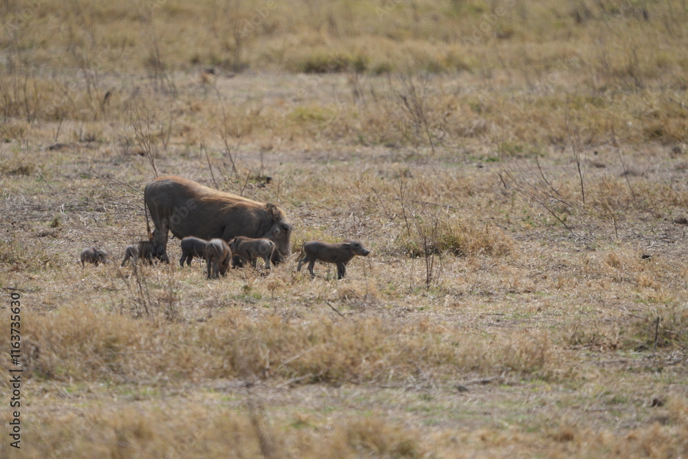 family of warthogs with babies grazing in the Ngorongoro crater in Tanzania, national park, pumba and baby pumbas family of warthogs with babies grazing in the Ngorongoro crater in Tanzania, national park, pumba and baby pumbas