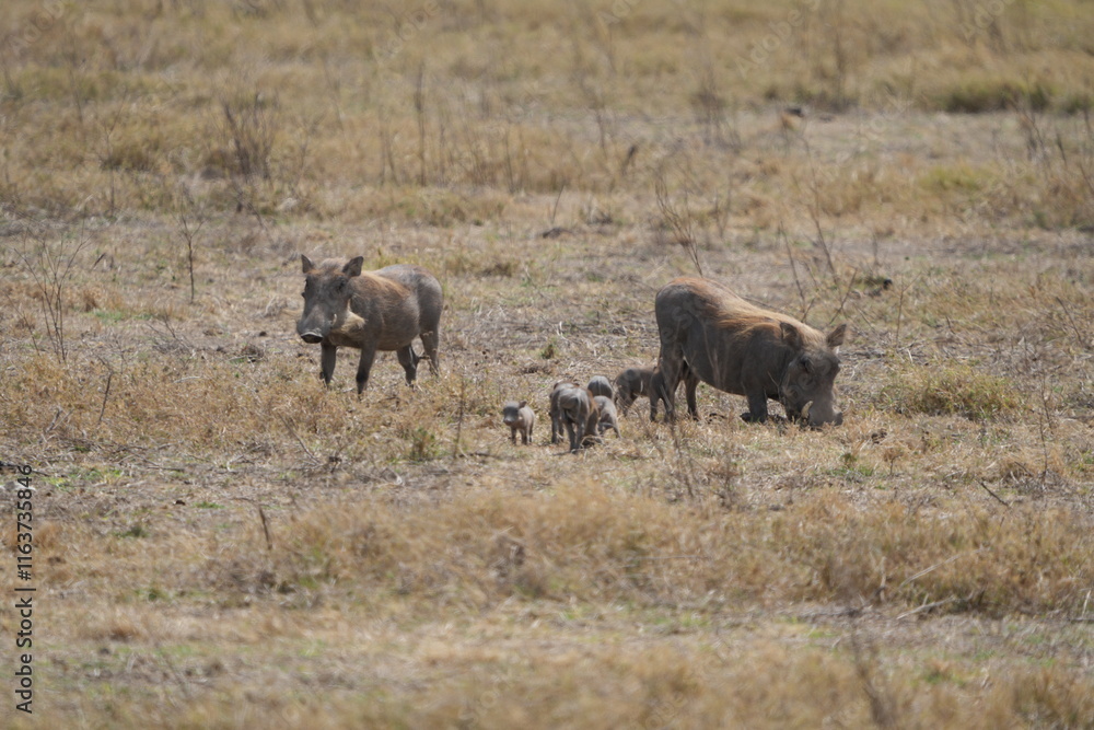 family of warthogs with babies grazing in the Ngorongoro crater in Tanzania, national park, pumba and baby pumbas family of warthogs with babies grazing in the Ngorongoro crater in Tanzania, national park, pumba and baby pumbas