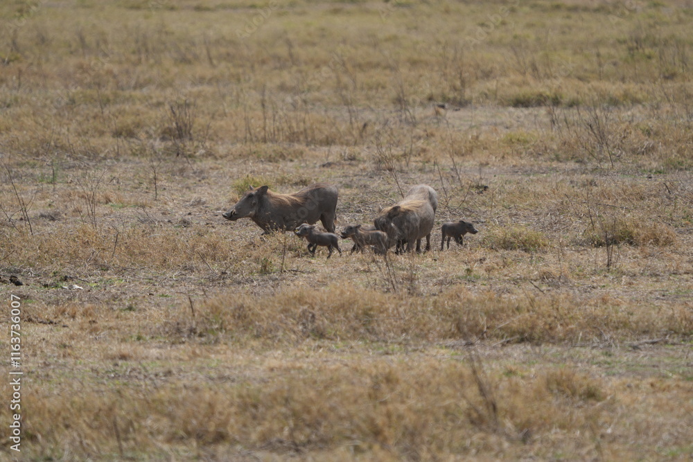 family of warthogs with babies grazing in the Ngorongoro crater in Tanzania, national park, pumba and baby pumbas family of warthogs with babies grazing in the Ngorongoro crater in Tanzania, national park, pumba and baby pumbas