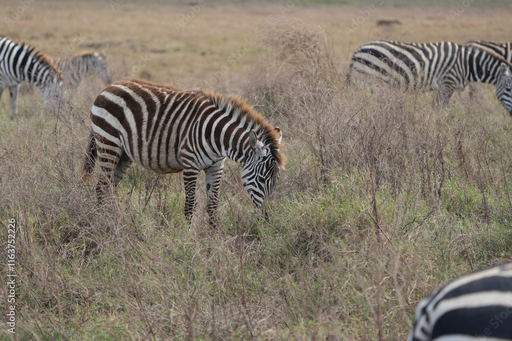 zebras in the savannah, ngorongoro crater tanzania zebras in the savannah, ngorongoro crater tanzania