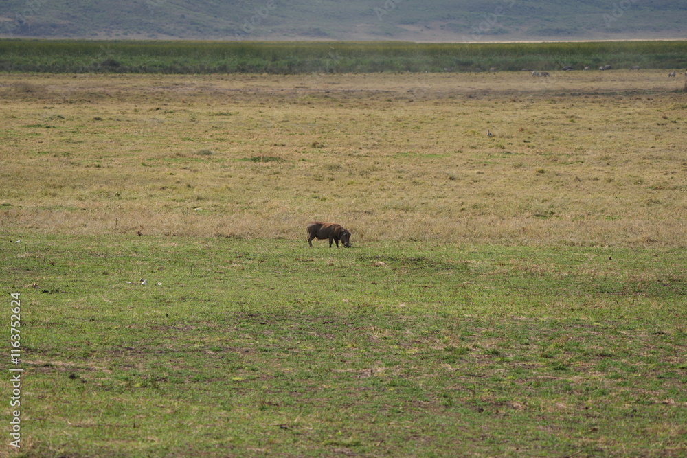 warthog grazing in the ngorongoro crater in tanzania, pumba warthog grazing in the ngorongoro crater in tanzania, pumba