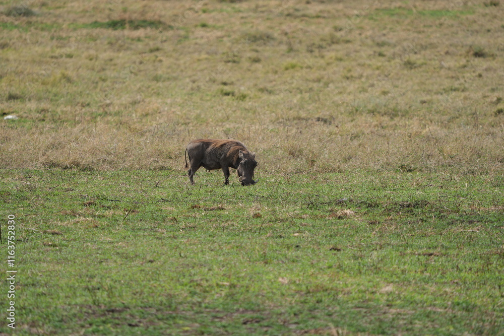 warthog grazing in the ngorongoro crater in tanzania, pumba warthog grazing in the ngorongoro crater in tanzania, pumba