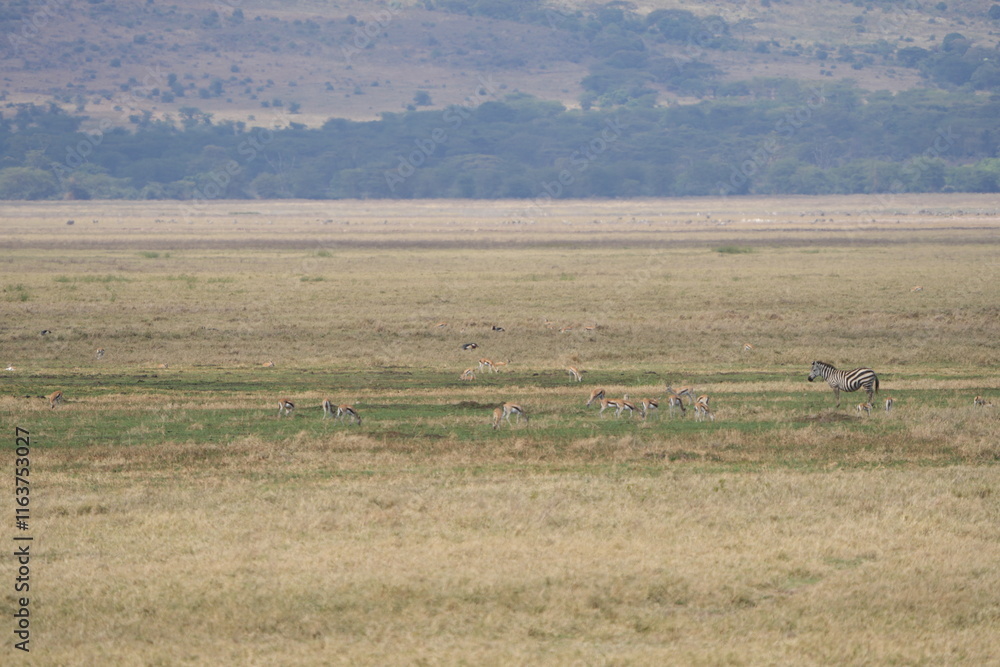 Obraz premium landscape of the Ngorongoro crater in Tanzania. safari