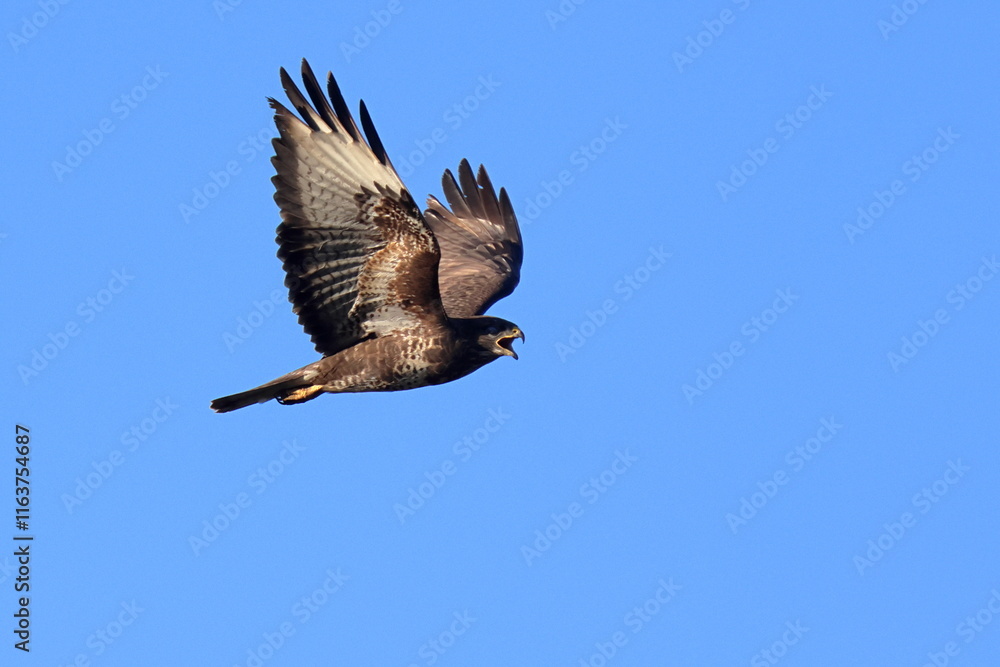 Obraz premium al volo