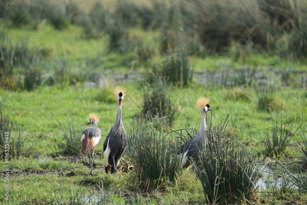 grey crowned crane in Ngorongoro national park tanzania (Balearica regulorum), portrait and wallpaper grey crowned crane in Ngorongoro national park tanzania (Balearica regulorum), portrait and wallpaper