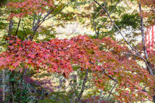 Wallpaper Mural 神奈川登山橋　紅葉風景　紅葉　もみじ Torontodigital.ca