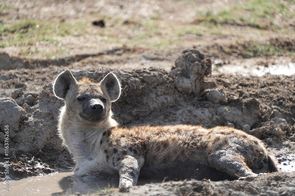 Obraz premium close up of a hyena laying in the mud in the Ngorongoro crater tanzania, hyena portrait, daylight