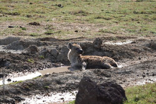 close up portrait of a hyena laying in a mudbath during the day in the ngorongoro crater in tanzania, safari photo