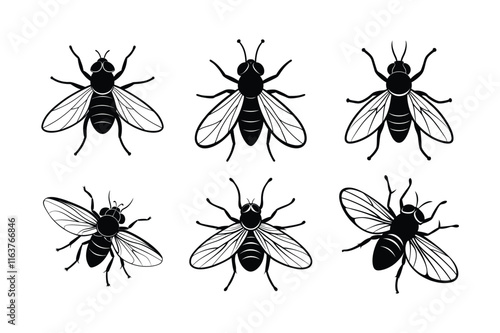 Housefly (Musca domestica) insect silhouette design, labeled linocut vector illustration.
