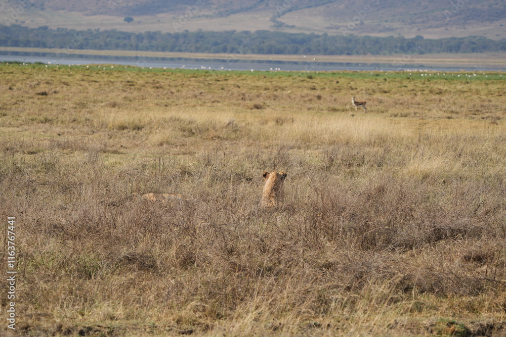 Naklejka premium young lion in the savannah watching gazelle in front of him, Ngorongoro crater, lion hunting, poetic, Tanzania, safari