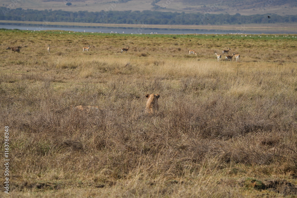 young lion in the savannah watching gazelle in front of him, Ngorongoro crater, lion hunting, poetic, Tanzania, safari young lion in the savannah watching gazelle in front of him, Ngorongoro crater, lion hunting, poetic, Tanzania, safari