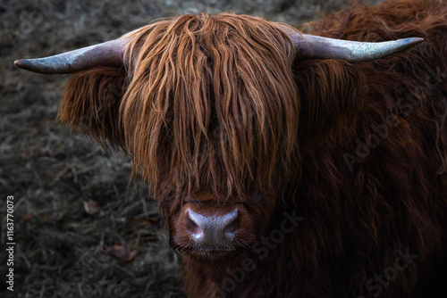 Highland Cow in the Scottish Highlands, Scotland photo