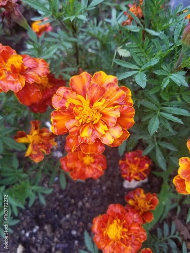 orange flowers in the garden