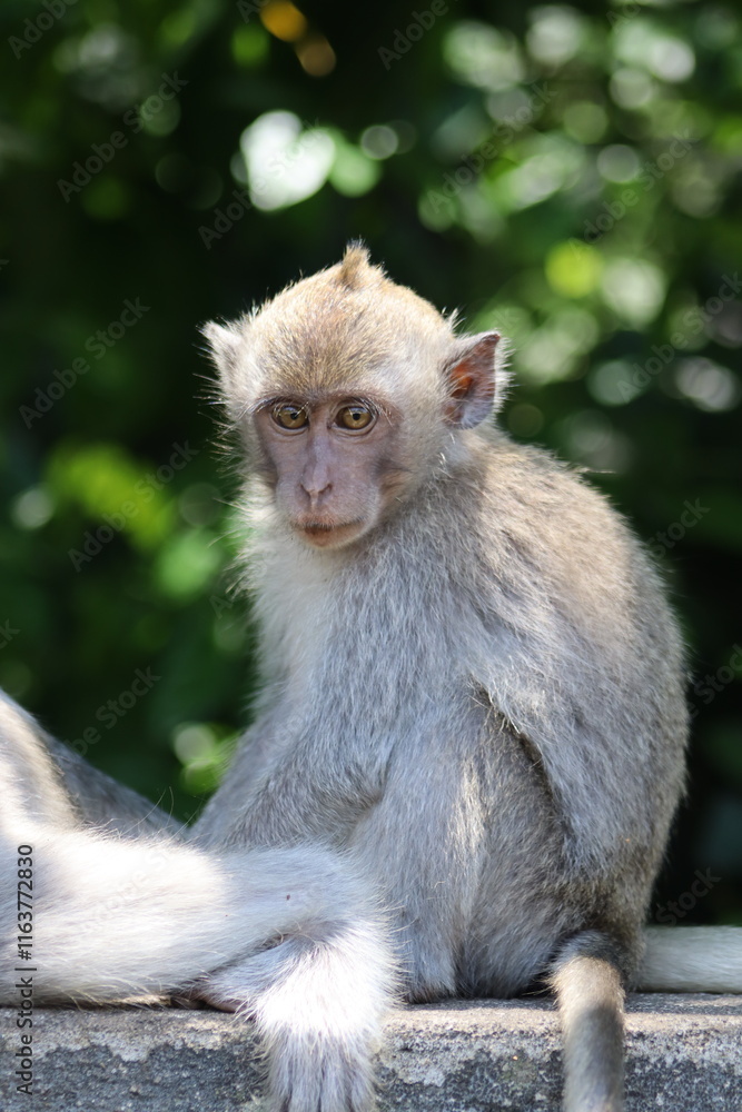 portrait of a macaque portrait of a macaque