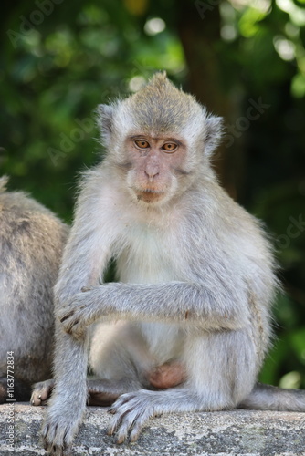 portrait of a macaque