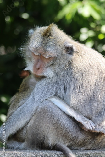 Tropical wildlife, familiy of monkeys sleeping
