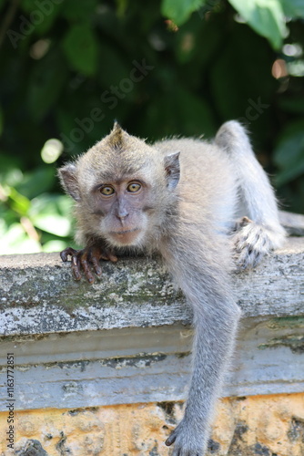 portrait of a macaque