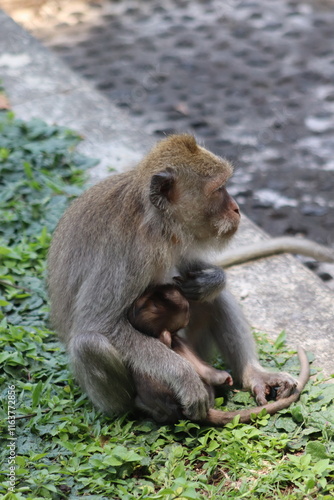 mother and baby monkeys
