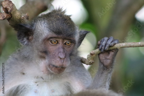 Exotic monkey photos