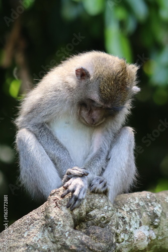 Macaque sitting on a tree in Bali