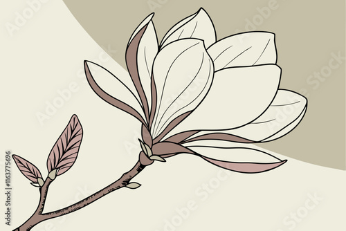 Magnolia Bloom: Detailed Magnolia Flower Vector Illustration on White Background