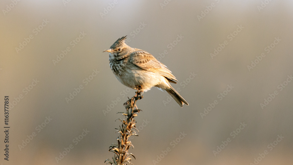Fototapeta premium crested lark sits on a dry grass stalk