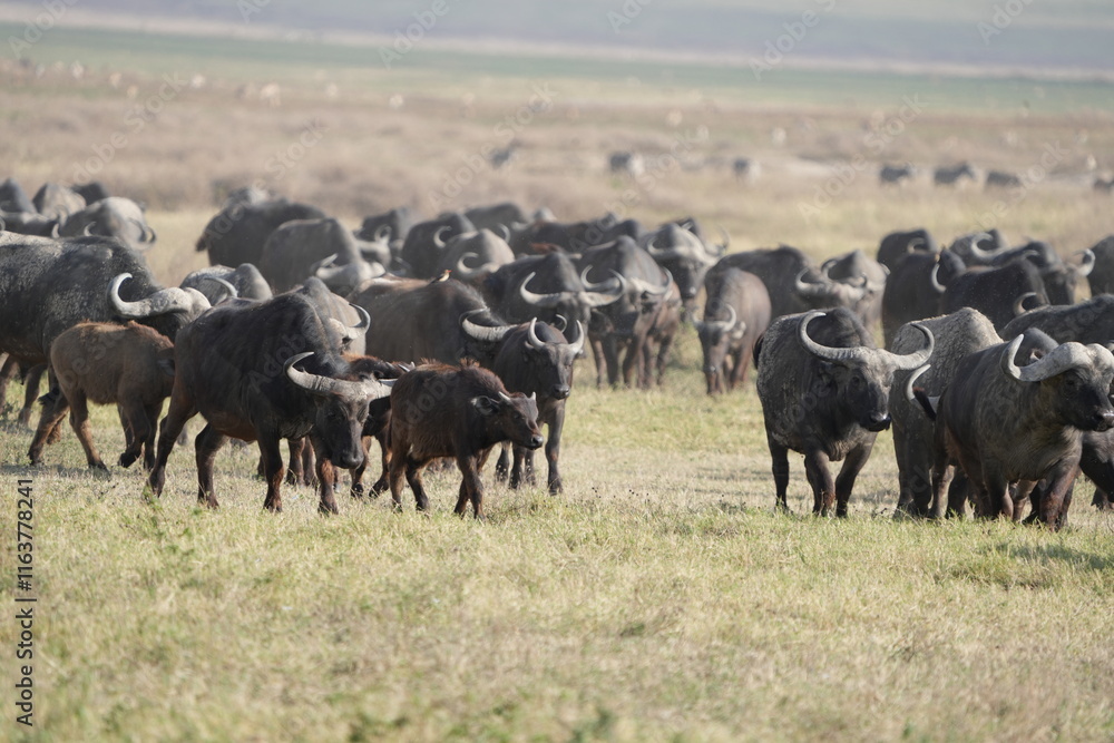 herd of buffalo traveling over the savannah of the ngorongoro crater in Tanzania herd of buffalo traveling over the savannah of the ngorongoro crater in Tanzania