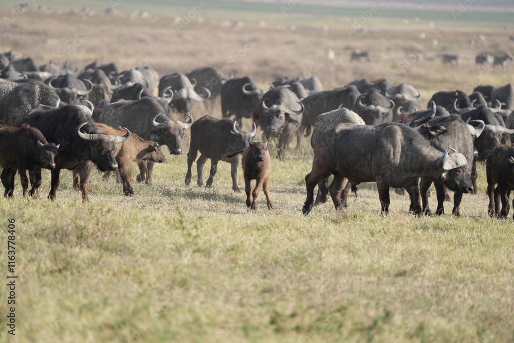 herd of buffalo traveling over the savannah of the ngorongoro crater in Tanzania herd of buffalo traveling over the savannah of the ngorongoro crater in Tanzania