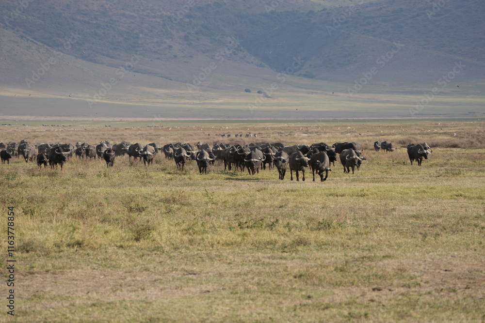 Naklejka premium herd of buffalo traveling over the savannah of the ngorongoro crater in Tanzania