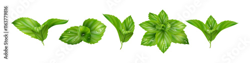Fresh mint leaves, realistic leafages of peppermint. Vector isolated foliages and branches of spearmint. Natural organic ingredient for refreshing lemonade or mojito. Healthy herbal aroma of melissa