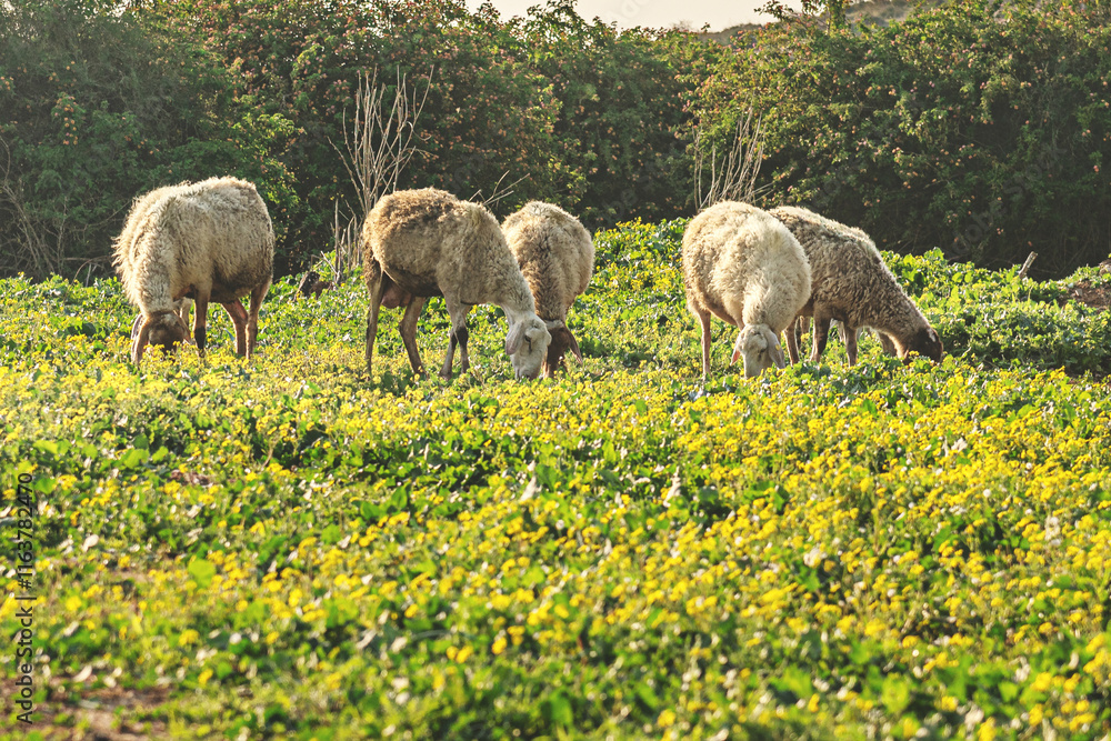Obraz premium grazing sheeps in the spring meadow