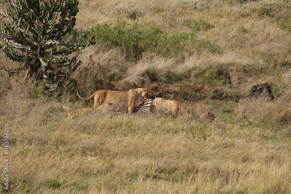pride of lions sharing a kill (zebra) in the Ngorongoro crater in Tanzania pride of lions sharing a kill (zebra) in the Ngorongoro crater in Tanzania