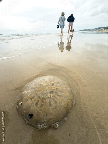 Lion Jellyfish, Coolum Beach, Sunshine Coast, Queensland, Australia photo