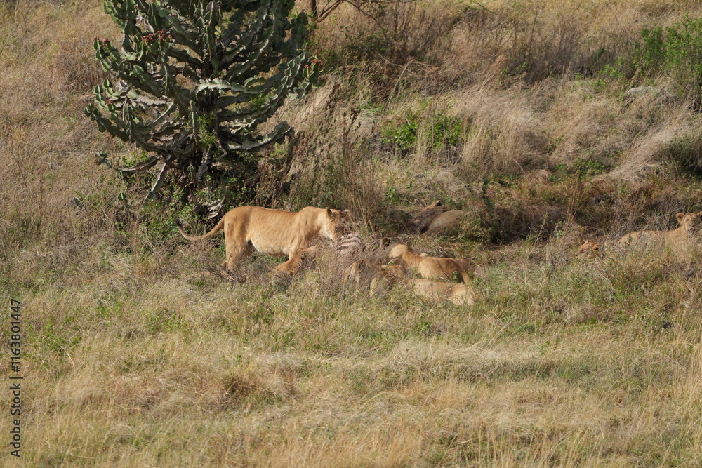 pride of lions sharing a kill (zebra) in the Ngorongoro crater in Tanzania pride of lions sharing a kill (zebra) in the Ngorongoro crater in Tanzania