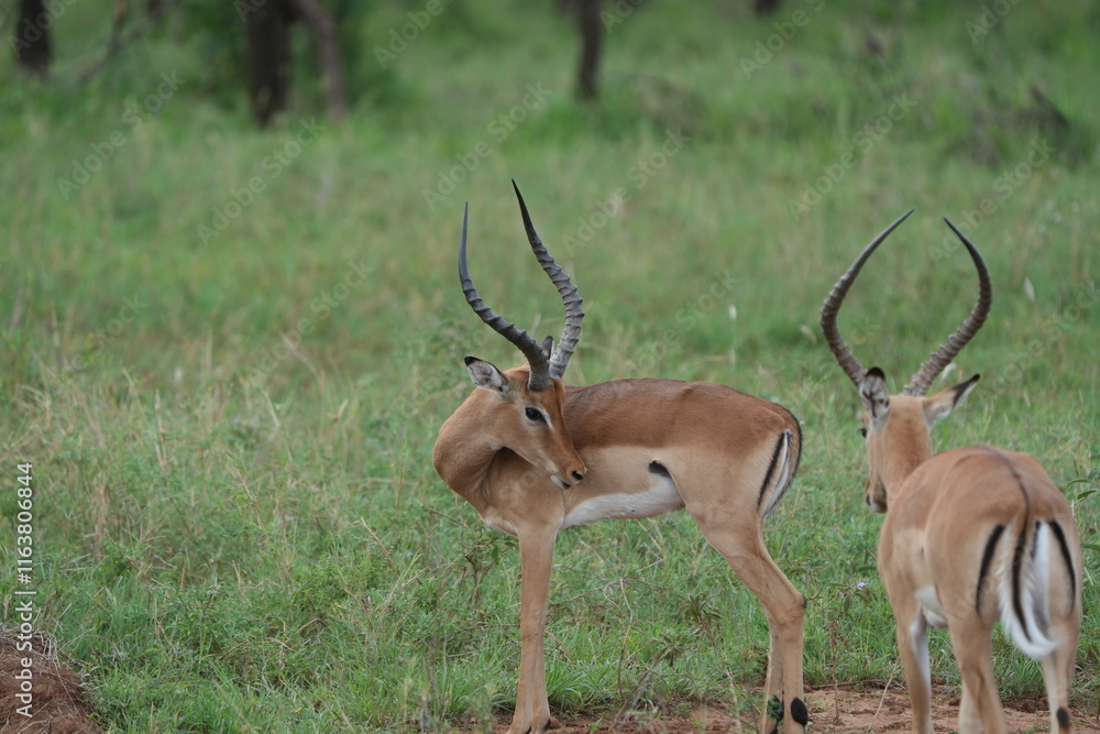 Naklejka premium Morning Grace – Male Impala in Serengeti Grasslands