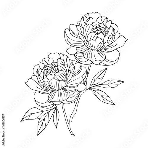 Blooming peony flower outline  vector illustration 