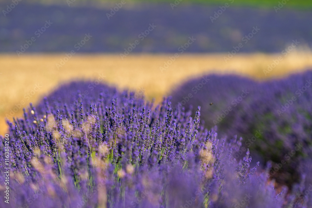 Obraz premium Vibrant Lavender Fields in Brihuega, Spain During Summer