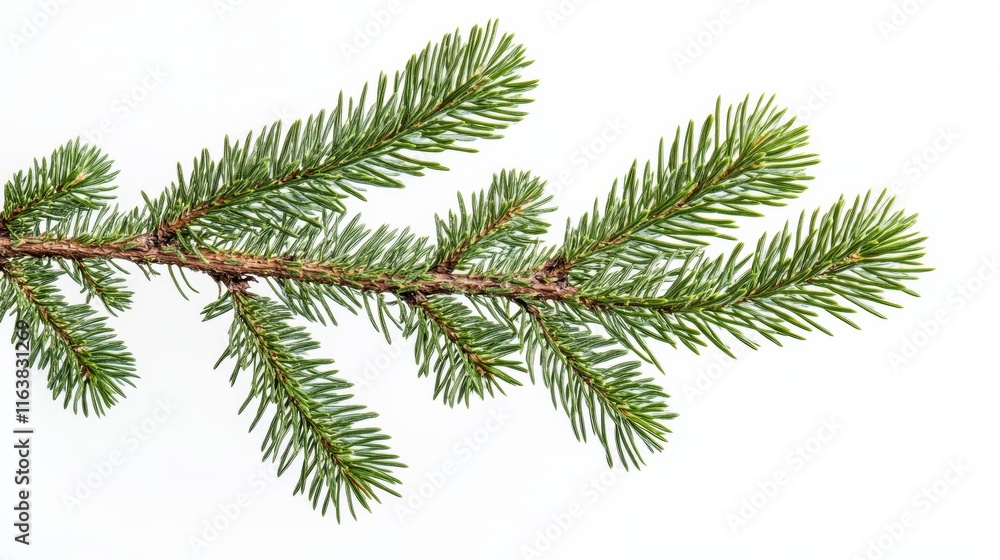 Pine tree branch border realistic vector illustration. Fir twigs with green needles, corner frame isolated on transparent background. Winter holiday evergreen decoration, spruce or cedar elements Pine tree branch border realistic vector illustration. Fir twigs with green needles, corner frame isolated on transparent background. Winter holiday evergreen decoration, spruce or cedar elements