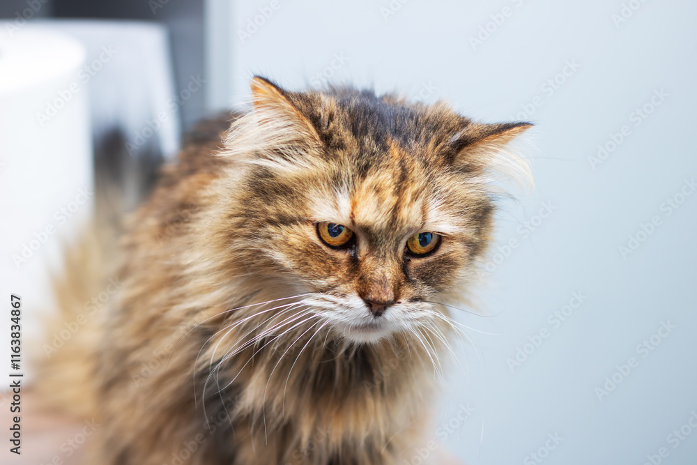 A Remarkable CloseUp Capturing the Stunning Portrait of a Beautiful Domestic Cat in All Its Glory A Remarkable CloseUp Capturing the Stunning Portrait of a Beautiful Domestic Cat in All Its Glory