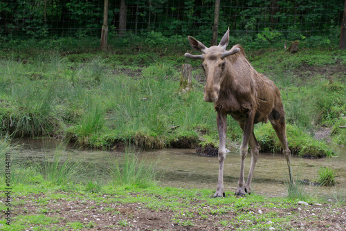 Elch (Alces alces) junges Männchen in Naturlandschaft photo