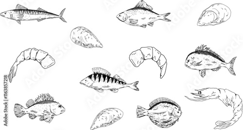 fishes vector set. Pike perch, ruff fish, mackerel, pagers major, roach, crucian carp fish, shrimp, mussels. Multicolored clipart sea food, healthy meal, mediterranean, sea food, restaurant menu