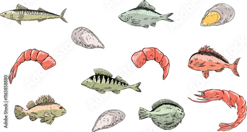 fishes vector set. Pike perch, ruff fish, mackerel, pagers major, roach, crucian carp fish, shrimp, mussels. Multicolored clipart sea food, healthy meal, mediterranean, sea food, restaurant menu