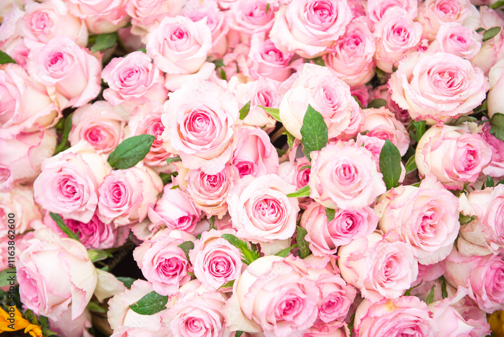 Pink pastel roses fresh cuts with leaves decoration wall picture at flower festival in Hanoi, Vietnam, beautiful display of romantic flowers as symbol of love, seasonal background, design element Pink pastel roses fresh cuts with leaves decoration wall picture at flower festival in Hanoi, Vietnam, beautiful display of romantic flowers as symbol of love, seasonal background, design element